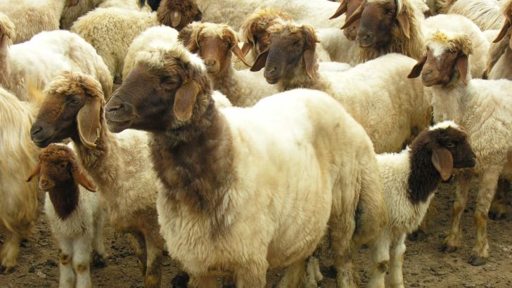 هشدار رییس اتحادیه گوشت  گوسفندی از قاچاق دام زنده